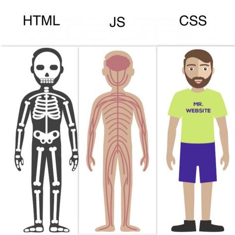 Human Body